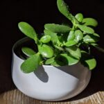 Cuál es la mejor forma de repotar un árbol de jade