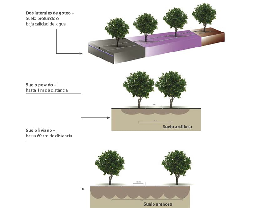 Cuál es la mejor frecuencia de riego para el limoncillo
