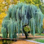 Cuál es la mejor manera de cultivar árboles llorones en Michigan