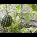 Cuál es la mejor manera de cultivar sandías en enredaderas