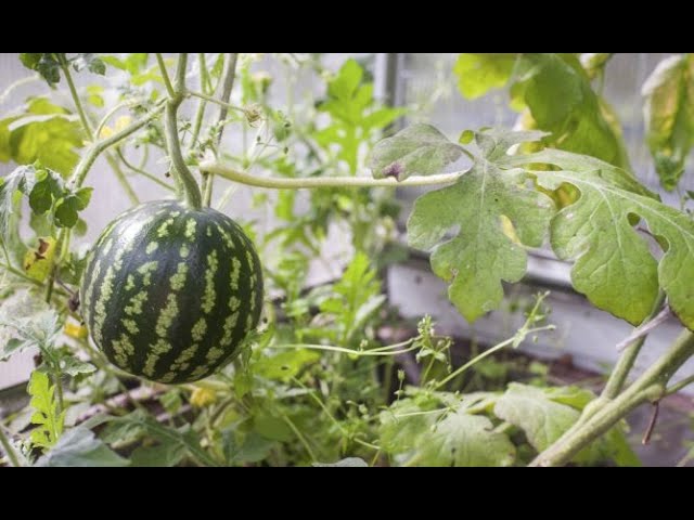 Cuál es la mejor manera de cultivar sandías en enredaderas