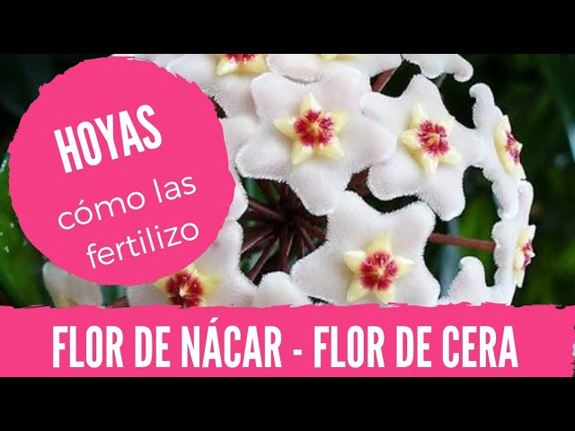 Cuál es la mejor manera de fertilizar las plantas de cera
