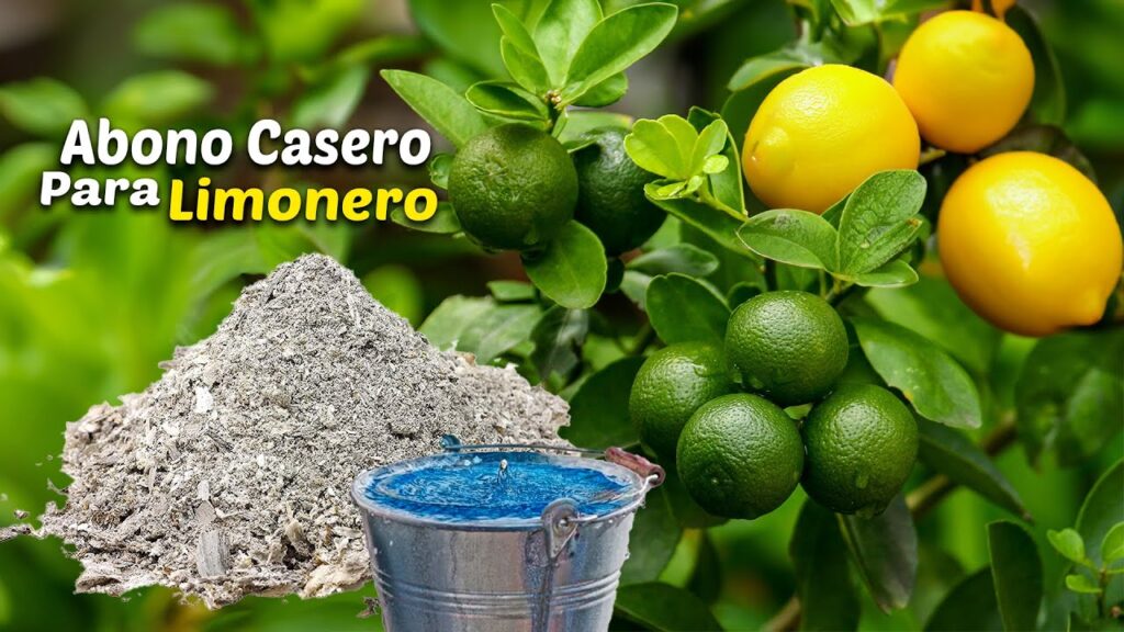 Cuál es la mejor manera de fertilizar un limonero