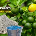 Cuál es la mejor manera de fertilizar un limonero