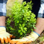 Cuál es la mejor manera de plantar arbustos en primavera