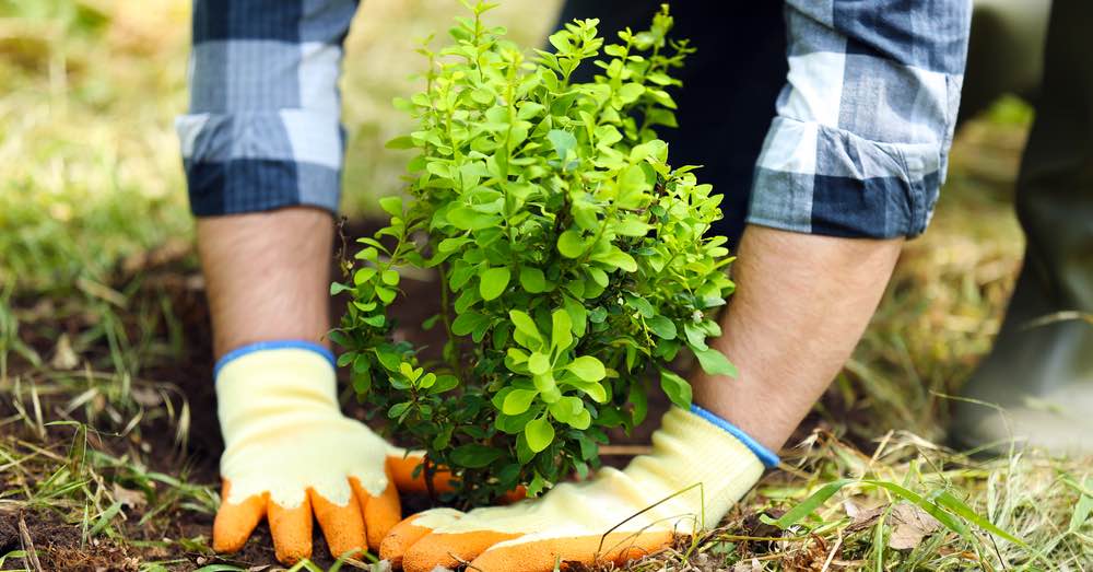 Cuál es la mejor manera de plantar arbustos en primavera