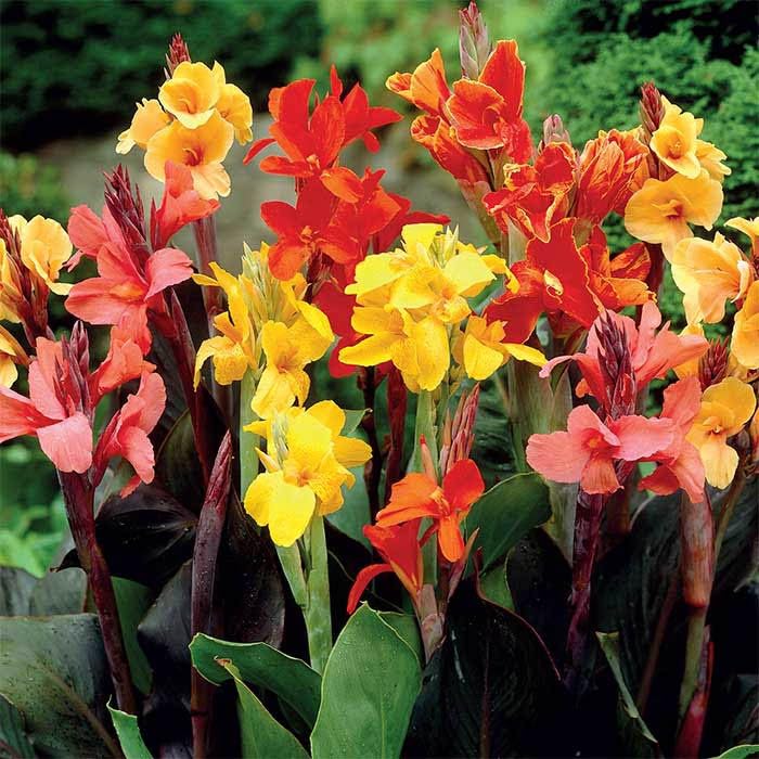 Cuál es la mejor manera de plantar semillas de lirio de Canna