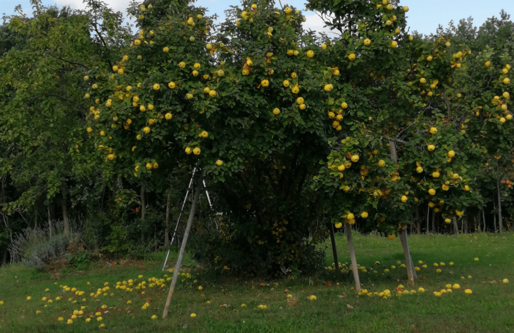Cuál es la mejor manera de podar un membrillo en flor
