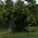 Cuál es la mejor manera de podar un membrillo en flor