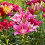 Cuál es la mejor manera de propagar bulbos de flores