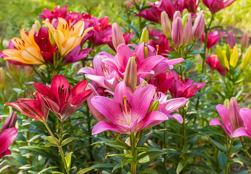 Cuál es la mejor manera de propagar bulbos de flores