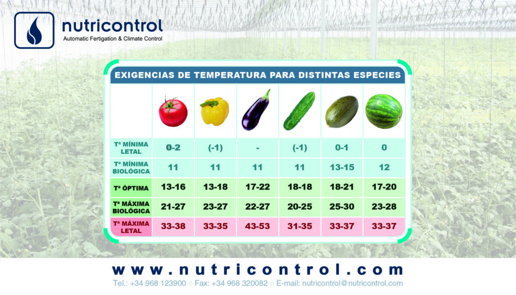 Cuál es la mejor temperatura de crecimiento para los tomates