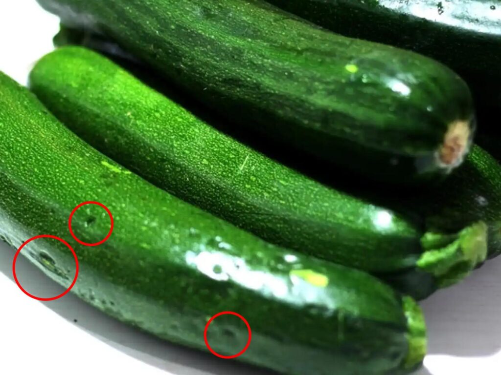 Cuál es la razón de los bultos en el calabacín