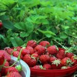 Cuál es la razón de que las fresas se pudran en la vid