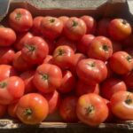 Cuál es la razón detrás de la piel gruesa de los tomates