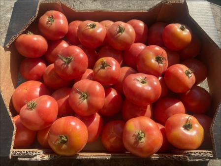 Cuál es la razón detrás de la piel gruesa de los tomates