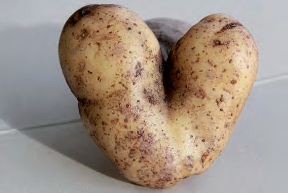Cuál es la razón detrás de las patatas deformes