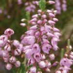 Cuál es la razón por la que Heather florece en invierno