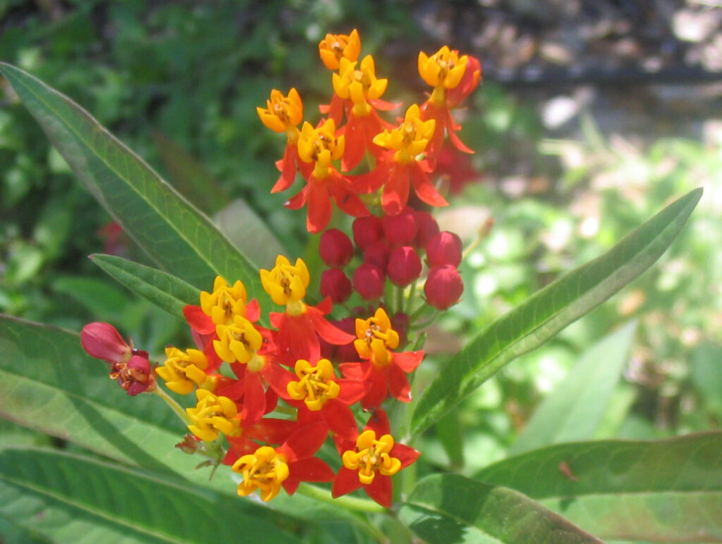 Cuál es la razón por la que la planta de milkweed no florece