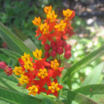 Cuál es la razón por la que la planta de milkweed no florece