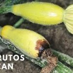 Cuál es la razón por la que las flores de sandía se caen