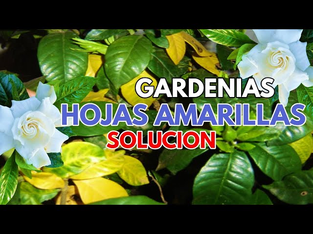 Cuál es la razón por la que las hojas de la gardenia se arquean