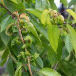 Cuál es la razón por la que las hojas de viburnum se enrollan