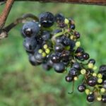 Cuál es la razón por la que las uvas se parten al partirlas