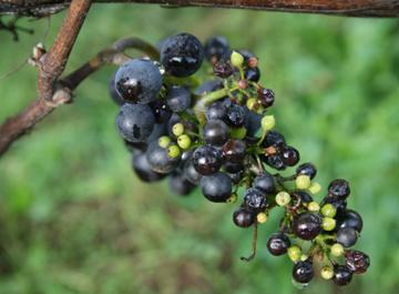 Cuál es la razón por la que las uvas se parten al partirlas