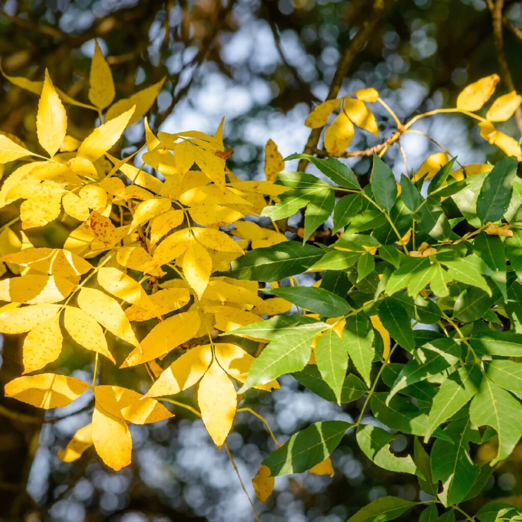 Cuál es la razón por la que los árboles de Fresno filtran savia