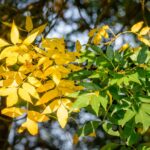 Cuál es la razón por la que los árboles de Fresno filtran savia
