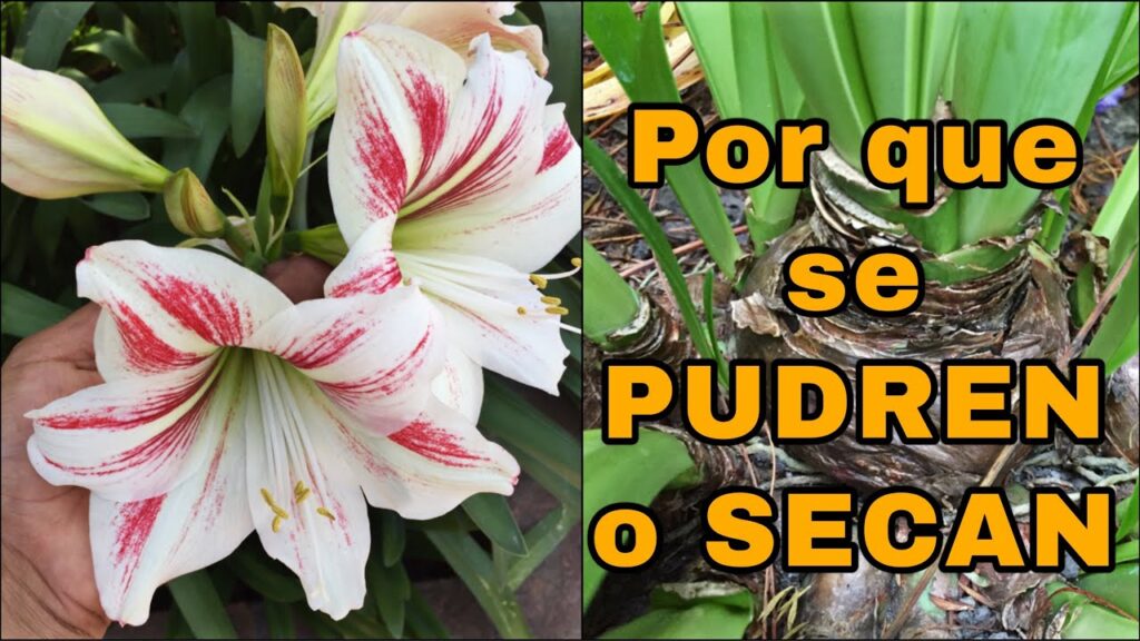 Cuál es la razón por la que los bulbos de amarilis se marchitan