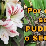 Cuál es la razón por la que los bulbos de amarilis se marchitan