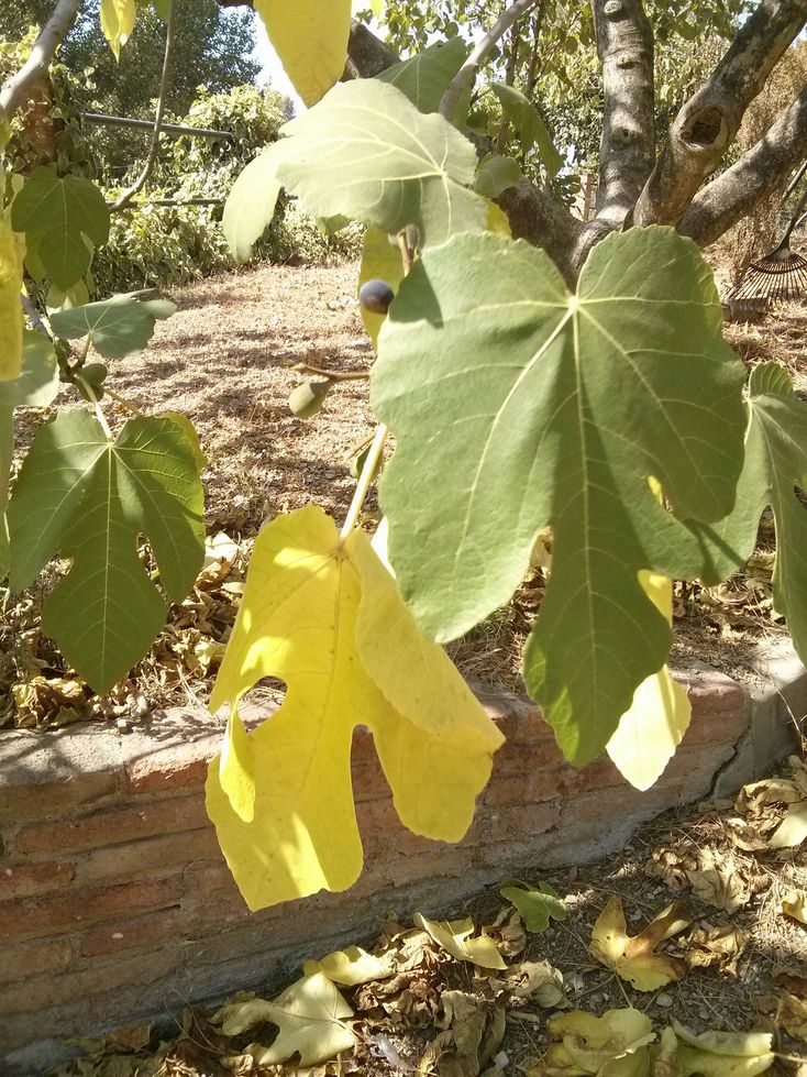 Cuál es la razón por la que los higos pierden hojas en verano