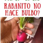 Cuál es la razón por la que los rábanos no desarrollan bulbos