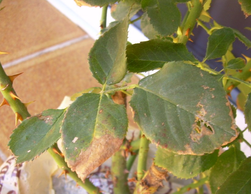 Cuál es la razón por la que los rosales pierden sus hojas