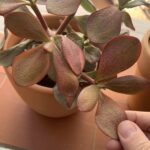 Cuál es la razón por la que mi planta de jade se vuelve roja