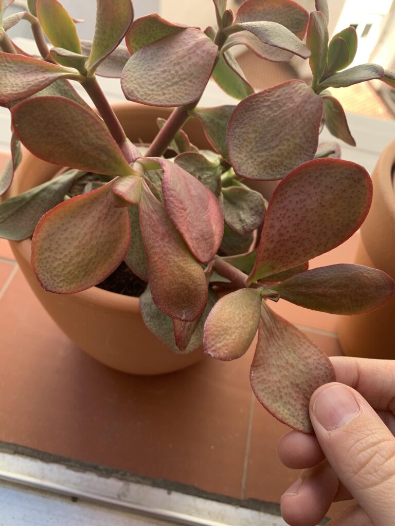 Cuál es la razón por la que mi planta de jade se vuelve roja