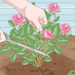 Cuál es la razón por la que mis rosas no florecen adecuadamente