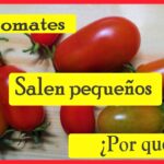 Cuál es la razón por la que mis tomates no crecen lo suficiente