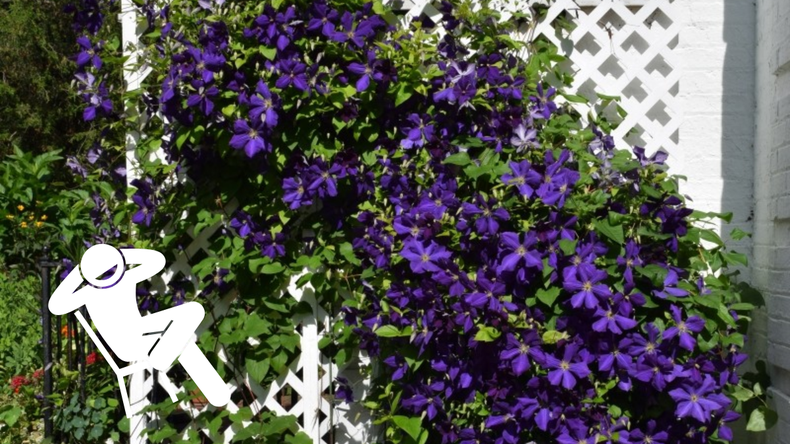 Cuál es la relación entre Jazmín y Clemátides en un jardín