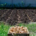 Cuál es la técnica adecuada para cultivar papas en paja
