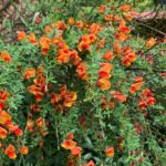 Cuál es la técnica adecuada para podar Scotch Broom