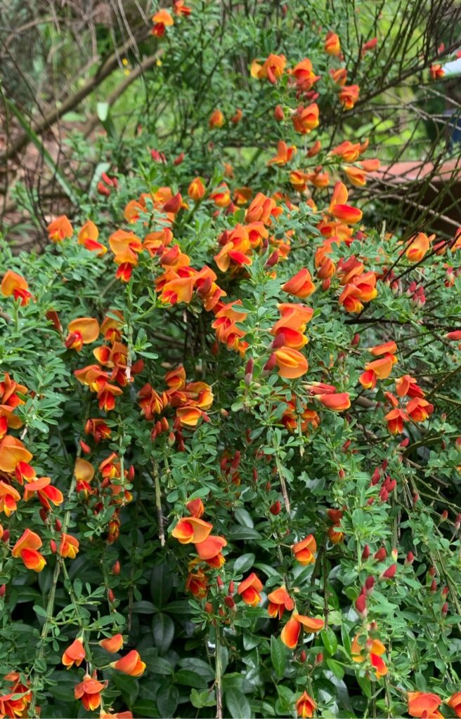 Cuál es la técnica adecuada para podar Scotch Broom