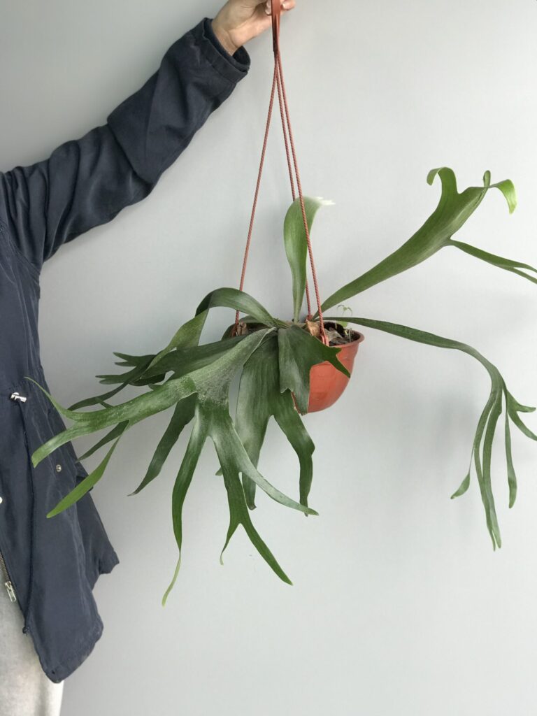 Cuál es la temperatura ideal para el helecho cuerno de alce