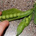 Cuál es la tolerancia al frío de los guisantes en el cultivo