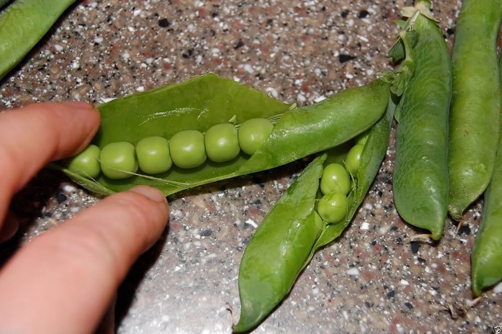 Cuál es la tolerancia al frío de los guisantes en el cultivo