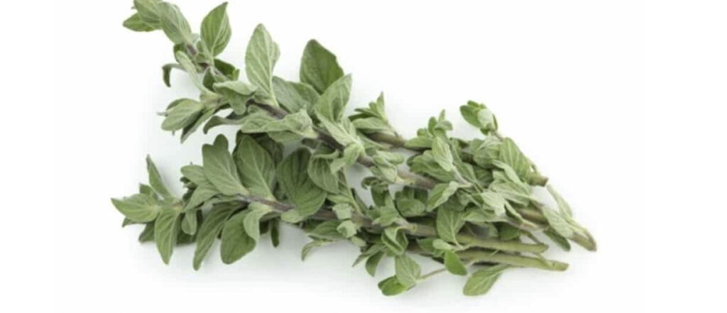 Cuál es la utilidad de las flores de mejorana en la cocina