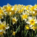 Cuál es la utilidad de los narcisos en jardinería