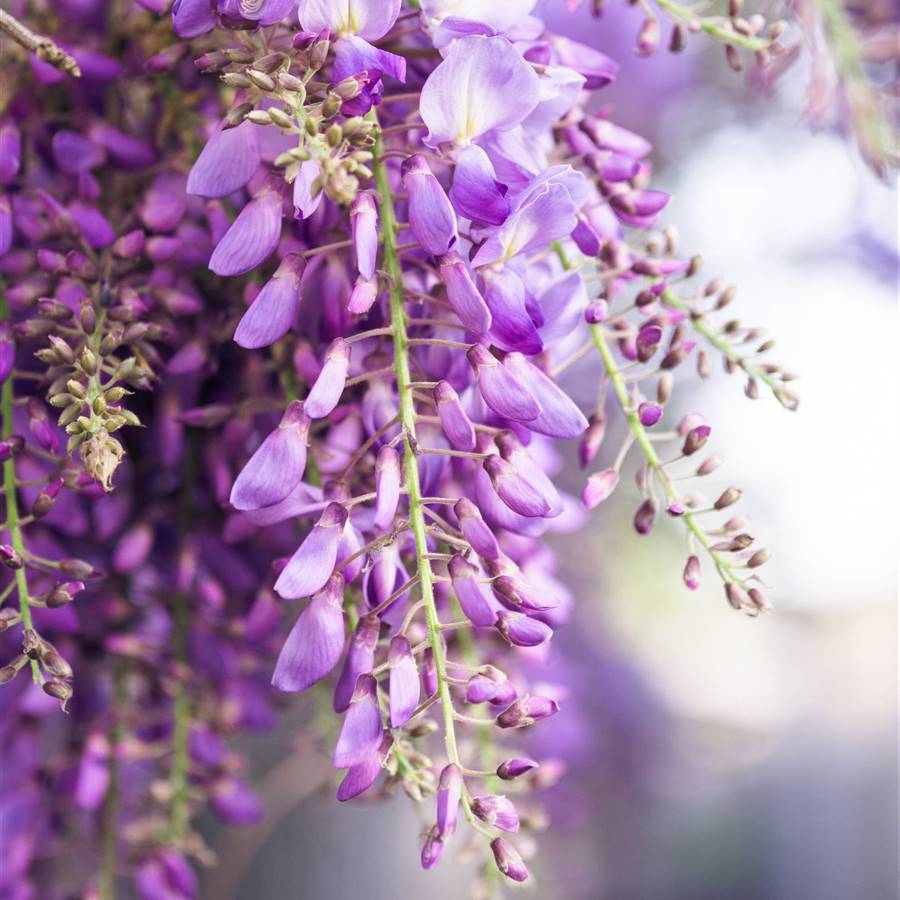 Cuál puede ser la razón por la que mi planta de glicina no tiene hojas